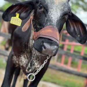 Girolanda de 25 Litros